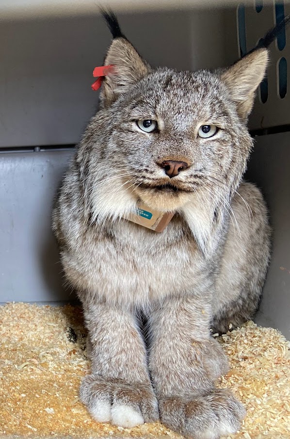 Tribal Highlight: Colville Tribes Restoring Canada Lynx to the